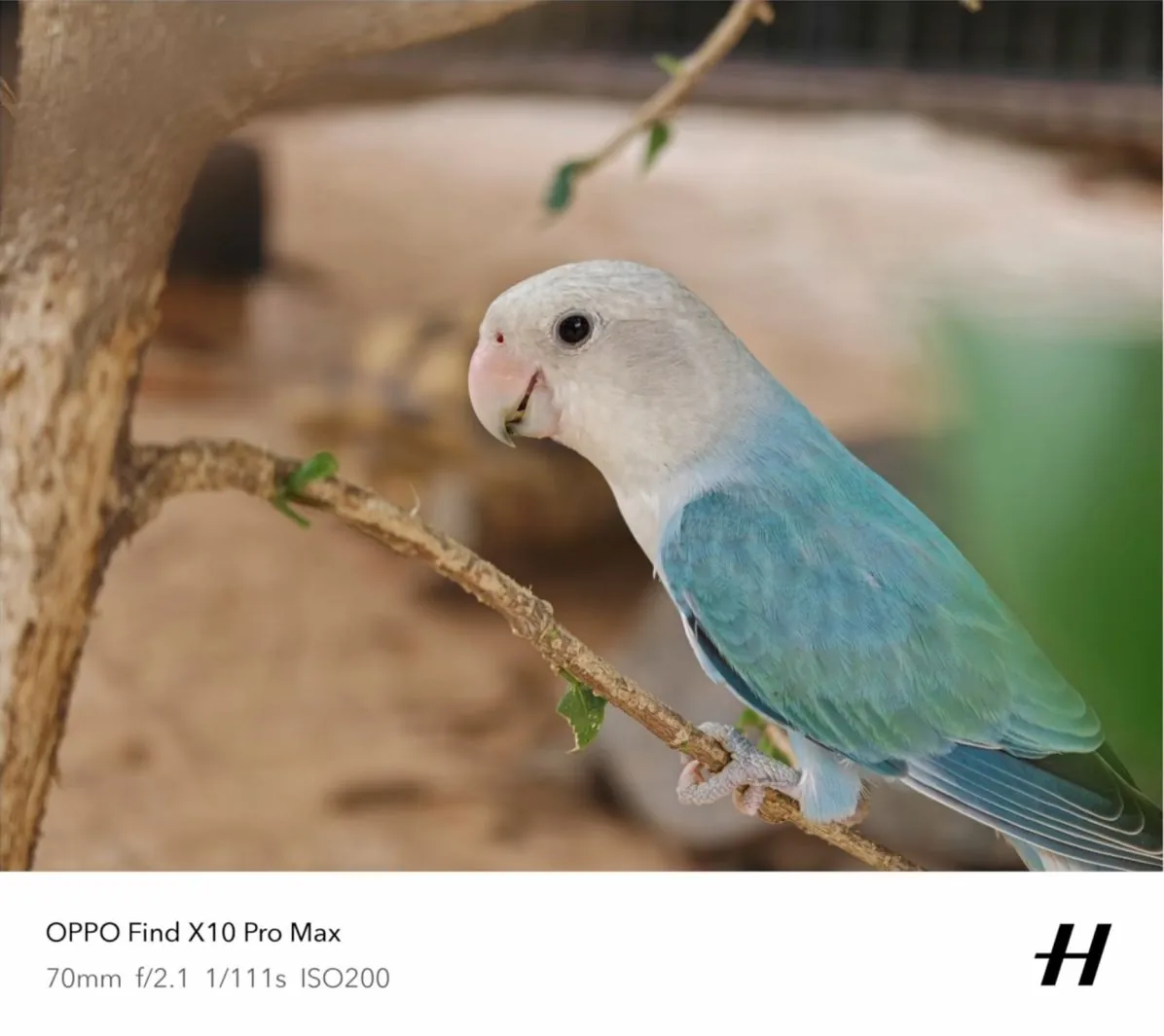 OPPO Find X10 Pro Max: три камеры на 200 Мп и проблемы с нагревом